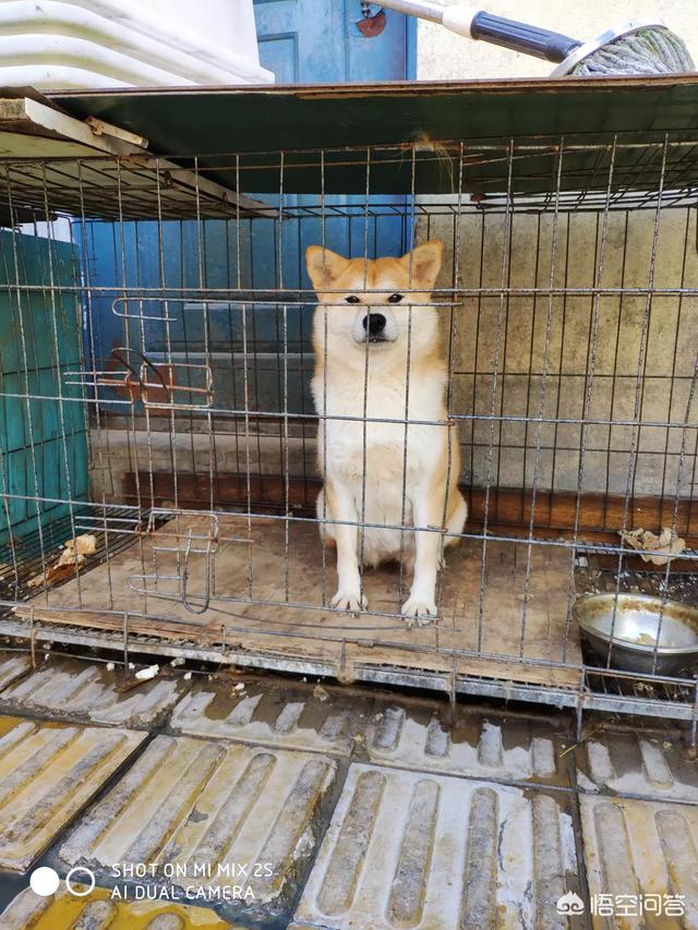 小柴犬阿旺的和风式生活百度云:想养一只柴犬，家里没有院子，能不能养？