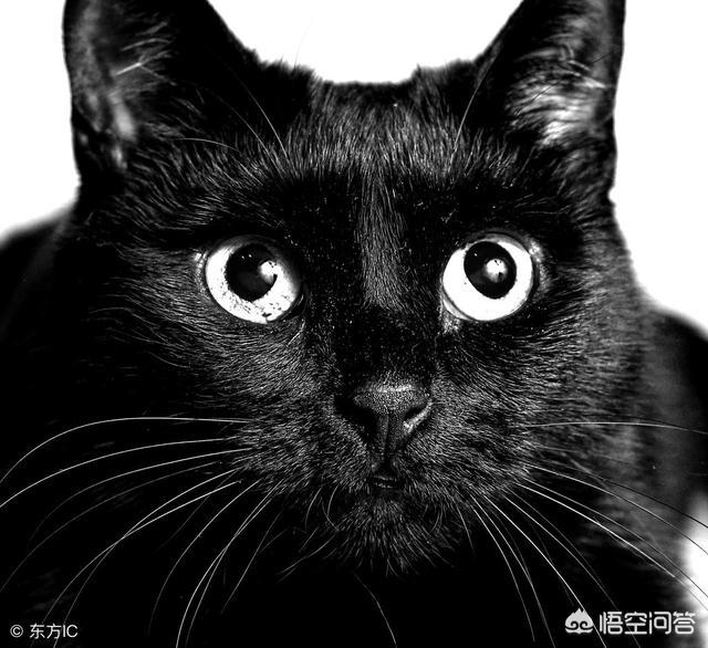 土耳其梵猫:土耳其梵猫换粮拉稀屎正常吗？猫咪拉稀屎吃什么好？