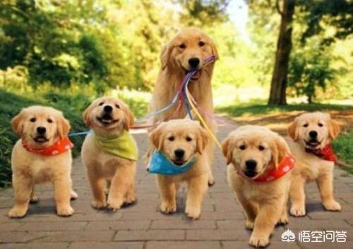 如何养狗狗:养狗需要注意哪些事项？养狗麻烦吗？ 如何养好狗狗