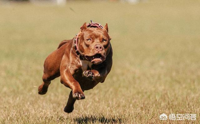 比特犬战大丹犬视频:同体型下，我国哪种狗可以打得过比特犬？为什么？