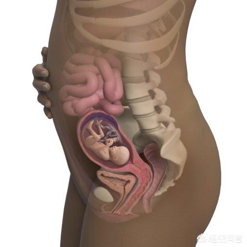 怀孕18周胎儿是什么样子的？