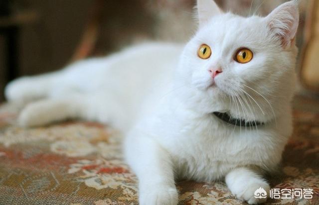 色猫咪最新网站:被基本不出门一次疫苗没漏过的家养猫抓流血了，要不要去打针？