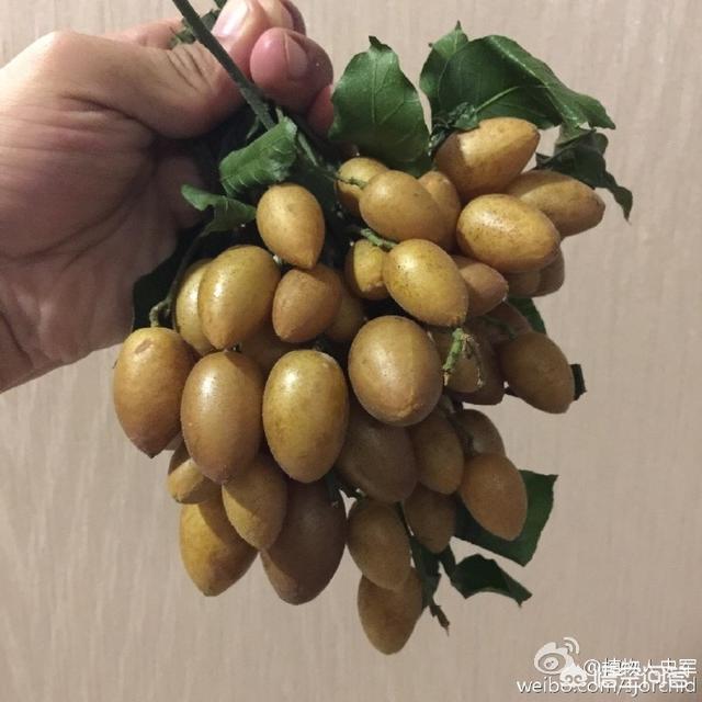 这4种东北水果你绝对没吃过，有哪些水果是北方人来到南方才知道的