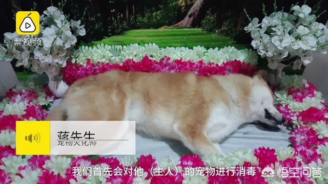 从上海宠物火化:宠物殡葬在中国是否可行？环保无污染的火化方式是否可以推广？