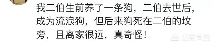 老狗死后留狗宝:为什么有人跑农村收“岁数大的土狗”？ 十年以上老狗有狗宝吗