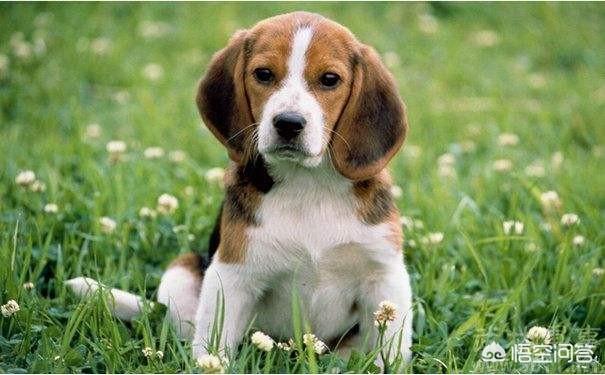 比格猎犬特点:养一只比格犬是一种怎样的体验？