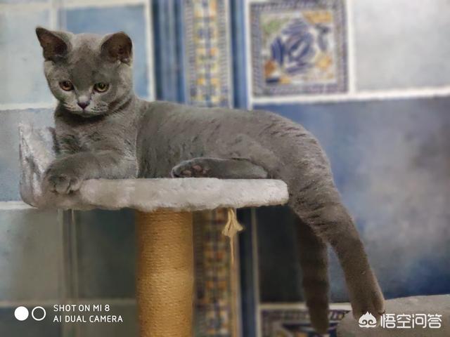 被家猫咬了:被自己家的猫抓破了一点，需要打针吗？