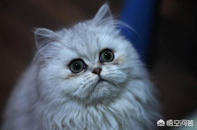 猫眼睛中间绿的周围黄的:猫咪眼眶和爪子发黄是怎么回事儿？