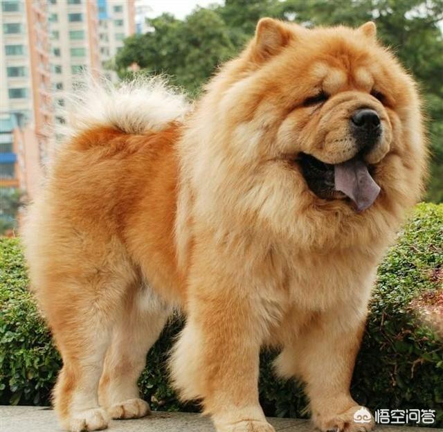 大松狮犬图片:小区里的松狮攻击性太强，咬人咬狗，主人又没素质，怎么办？