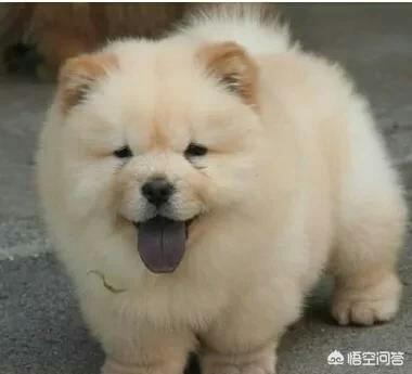 大松狮犬图片:小区里的松狮攻击性太强，咬人咬狗，主人又没素质，怎么办？