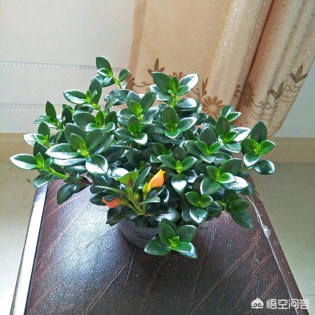 盆景植物金鱼草怎么养:如何种植和养护盆栽金鱼吊兰？