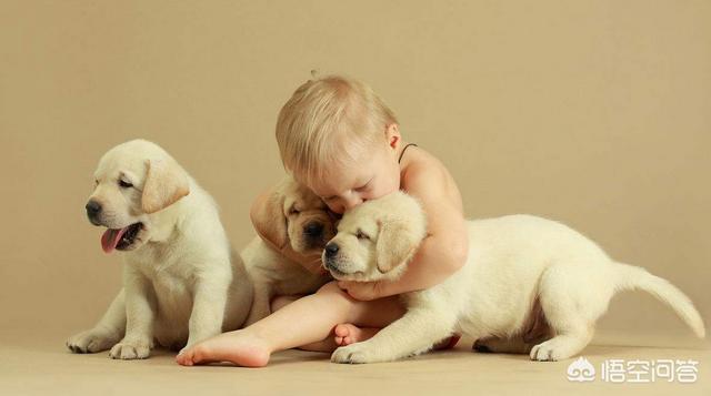 如何训练小柴犬不咬人:我家狗狗扑人，怎么训练才能让狗狗不扑人呢？