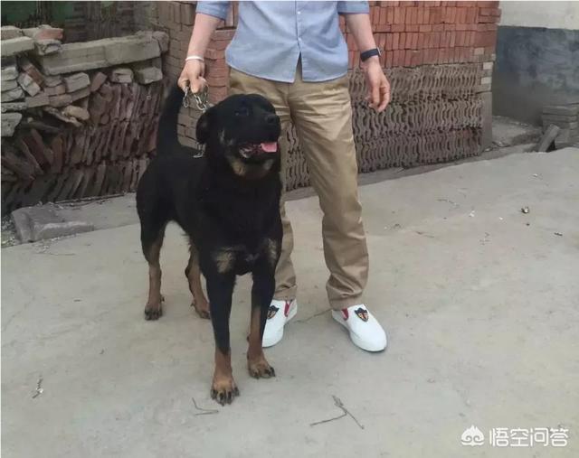 南昌警犬基地有什么犬:养一只罗威纳犬是一种怎样的体验？