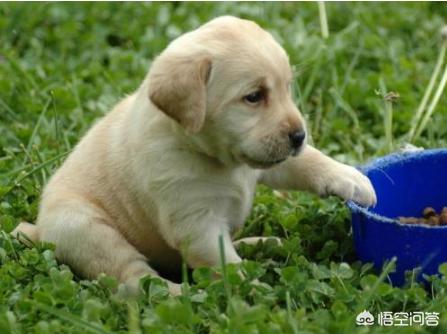 下司犬怎么看纯不纯:我国纯种的下司犬和虎斑犬还有多少只？为什么不是特别普及的呢？