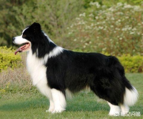 边境牧羊犬性格特点优缺点:为什么有的人不敢养边境牧羊犬？