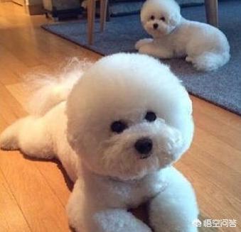 小比熊犬图片:比熊犬多少钱一只？如何挑选品相好的比熊犬？