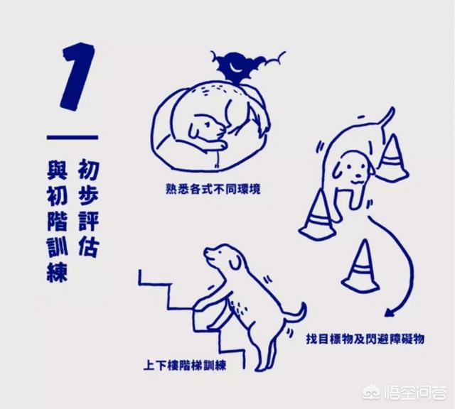 导盲犬品种:哪些品种的狗可以成为导盲犬？