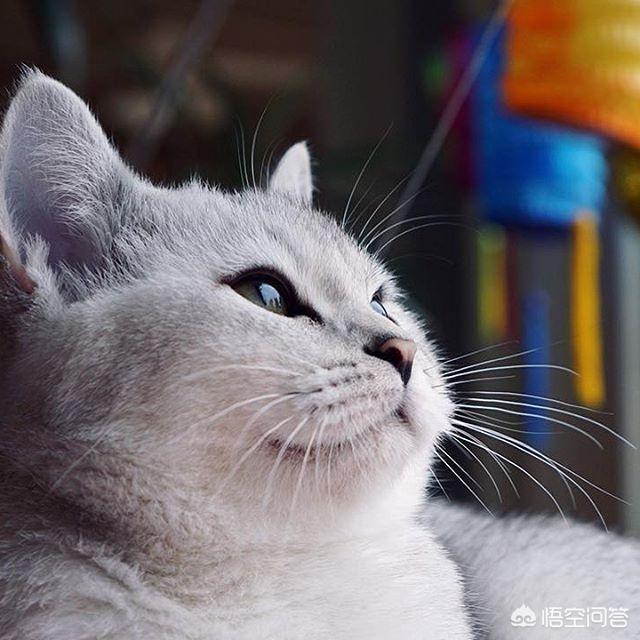 狸花猫 爱玩吗:猫咪看到同类会觉得这个同类是美的或丑的吗？