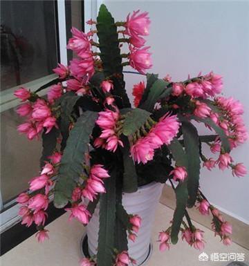 令箭荷花花芽:盆栽种植令箭荷花，需要注意什么？