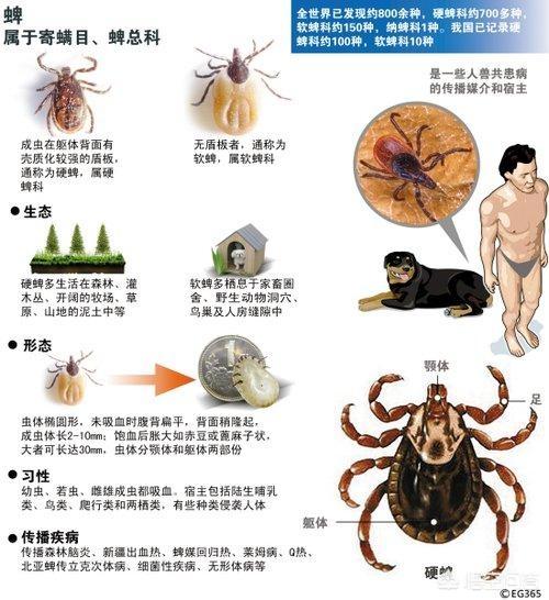 艾薇儿素颜照:曾经红极一时的艾薇儿，为何最近如销声匿迹一般