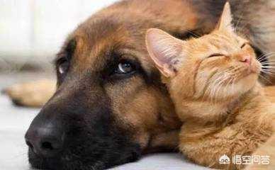 猞猁图片:是不是犬科动物打不过猫科动物？如果是，是因为什么？