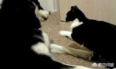 猞猁图片:是不是犬科动物打不过猫科动物？如果是，是因为什么？