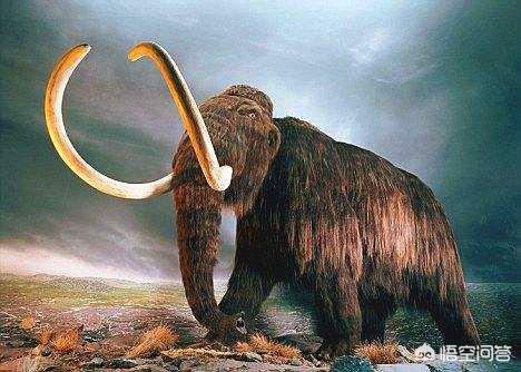 科学家们正在复活猛犸象？，猛犸象都成化石了，为什么科学家说还能通过克隆复活