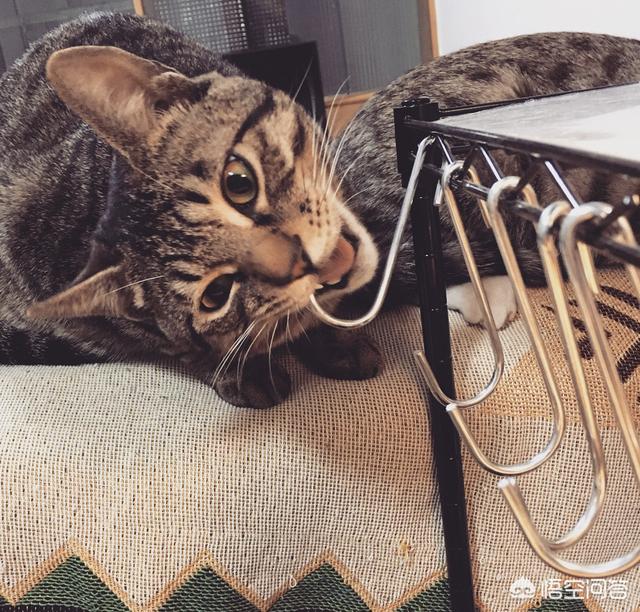 领养猫:如何去领养一只猫咪，怎样才能让猫咪更快地适应新的环境？