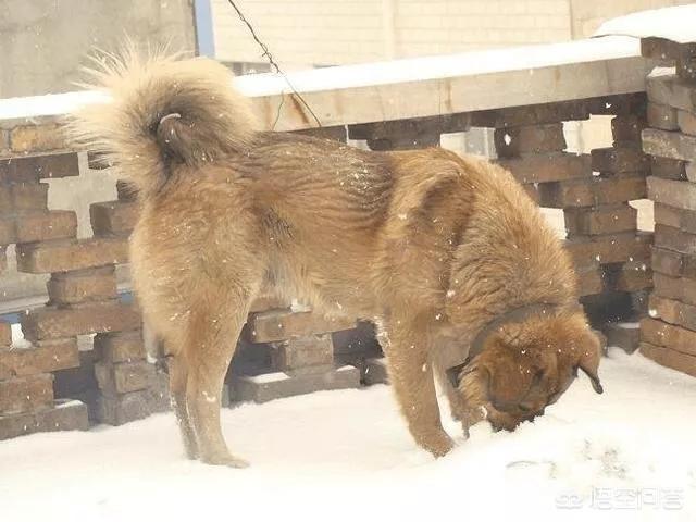 秋田犬币:“中华田园犬”到底是不是一个犬种？