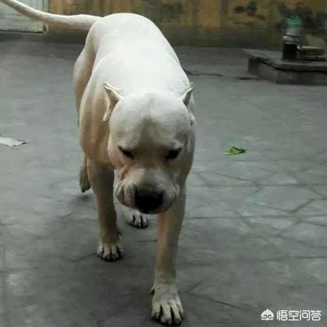 德系大丹犬舍:犬舍如何进行种犬的选择？
