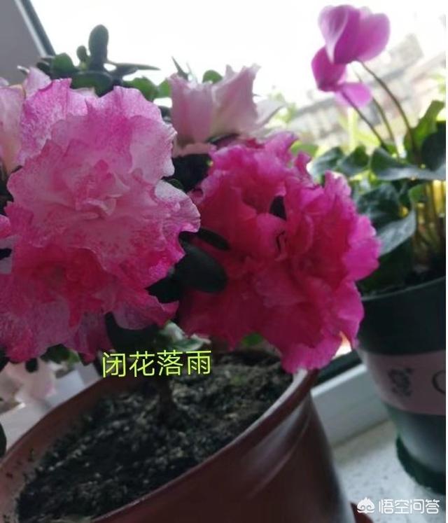 杜鹃花如何养？插图89