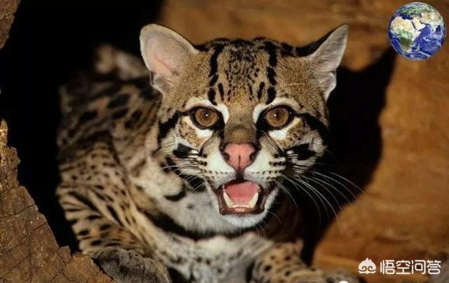 野生豹猫一只卖多少钱:两只狸花猫打得过一只野生的豹猫吗？为什么？