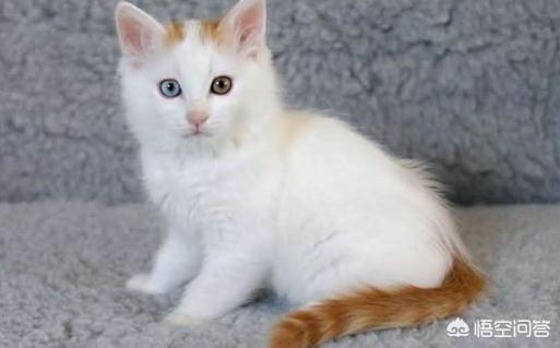 学校里养猫的坏处:大学生怎么在宿舍养一只猫？