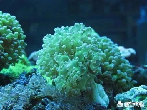北京花鸟虫鱼网:在北京哪个花鸟鱼虫市场比较好？ 北京花鸟鱼虫市场