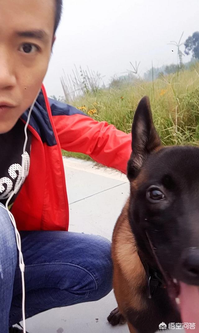 狗粮 幼犬:如何给幼犬挑选适合的狗粮？