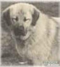 守山犬 66721:大家说俄罗斯是个什么性质的国家？普京的信仰和价值观是什么？