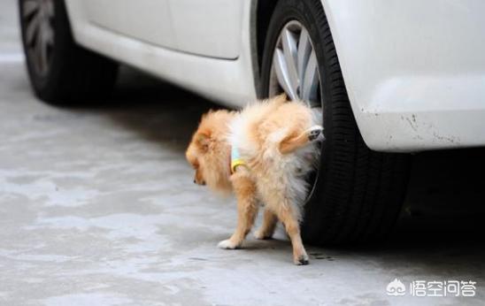 怎么训练狗狗大小便:两个月大的狗怎么训练外出定点大小便？