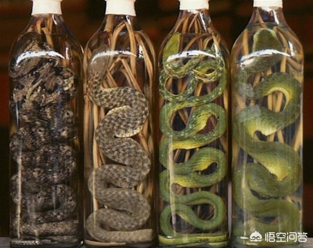 毒蛇泡酒咬人:为什么拿蛇泡酒还会有蛇不死的可能啊