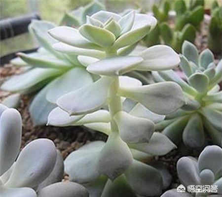 头条问答 多肉喜欢徒长的品种有哪些 8个回答