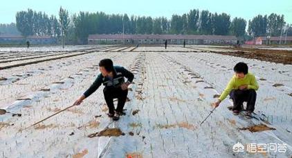 大蒜该如何进行地膜栽培，种植大蒜一定要覆盖地膜吗，真的有必要吗