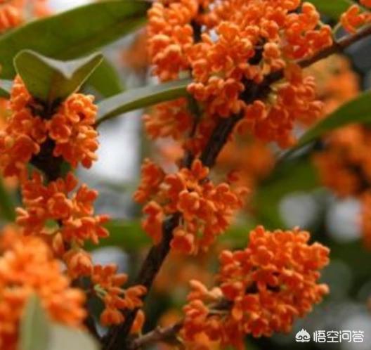 什么桂花最好？