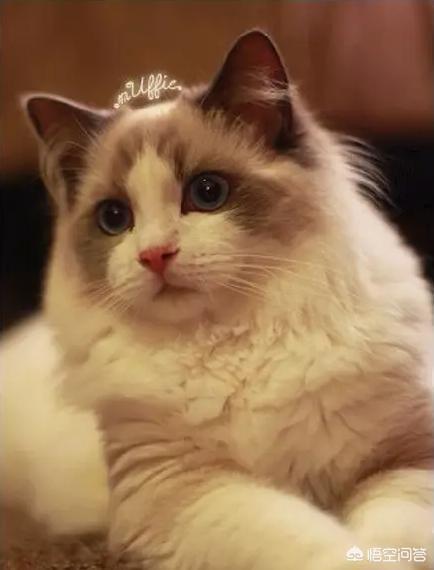 阴阳眼猫值多少钱:世界上最贵的猫咪是什么？
