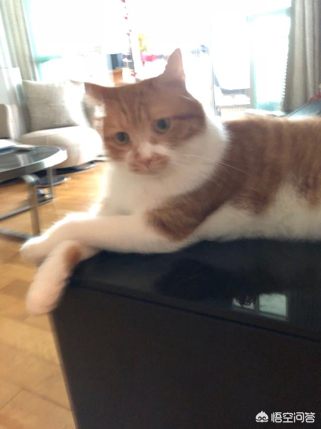 流浪猫对人类的危害大吗 你怎么看么 养猫界小编的回答 头条问答