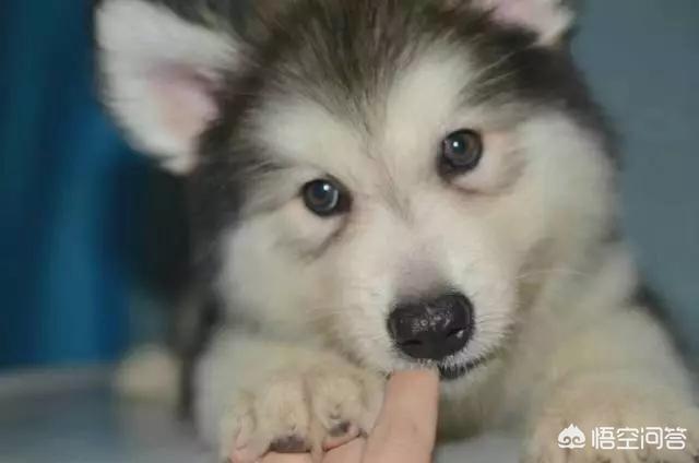 阿拉斯加克利凯犬:阿拉斯加是属于什么品种的狗？ 阿拉斯加犬熊版和狼版哪个好