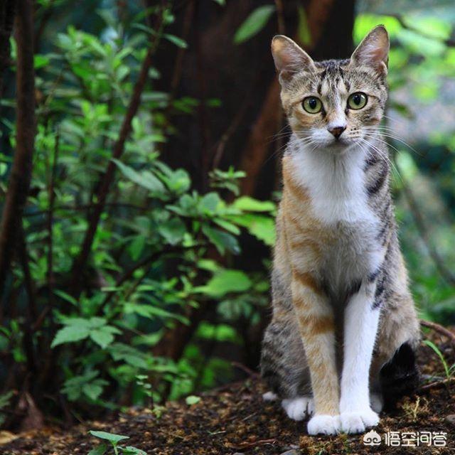 野猫驯养法:野猫驯养法百度云 流浪猫都是如何生存下来的？