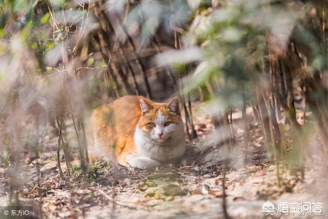 可爱宠物猫名字大全:流浪猫和宠物猫有什么区别？