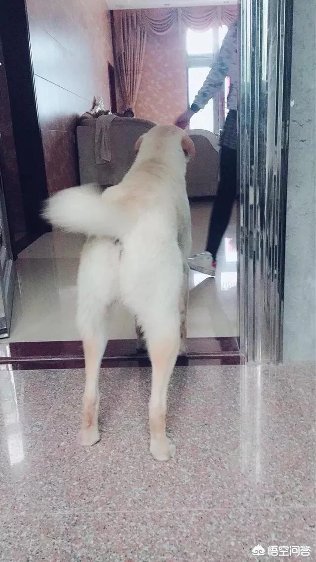什么狗最忠诚人类:为什么有些人说人类最忠诚的朋友是狗而不是牛呢？ 狗是人类最忠诚的句子