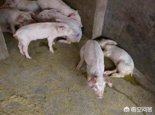 猪传染性胃肠炎:猪传染性胃肠炎怎么治 猪流行性腹泻到底是为什么？该怎么办？