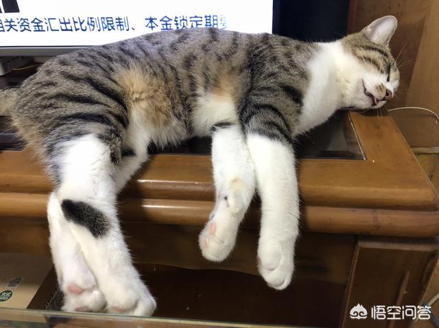 猫咪:猫咪是放在笼子里养好，还是放养好？