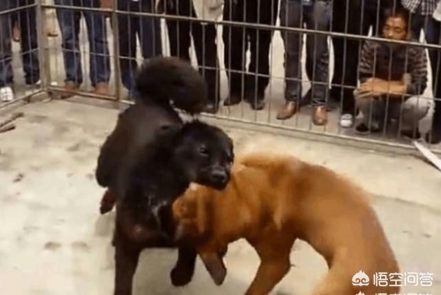 日本土佐犬及图片:我国的哪些狗可以打得过日本的土佐犬，为什么？